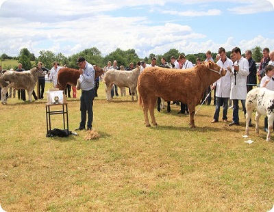 Cattle
