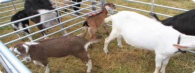 Goats