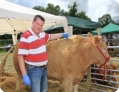 Cow