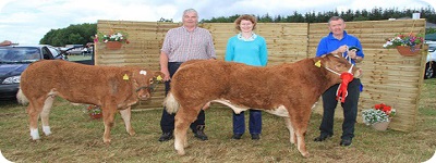 Cattle